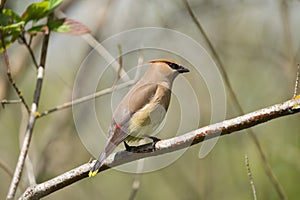 Cedar waxwing feeding on tree branch photo