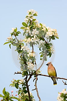 Cedar Waxwing in Flowering Apple Tree
