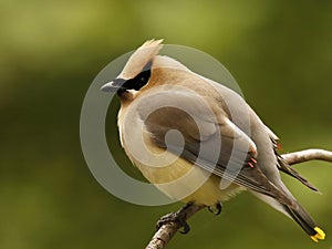 Cedar Waxwing fluffed up on a branch with green background