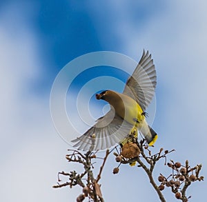 Cedar Waxwing flying