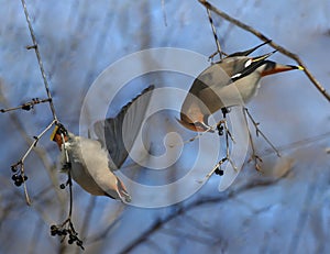 cedar waxwing in forest during winter