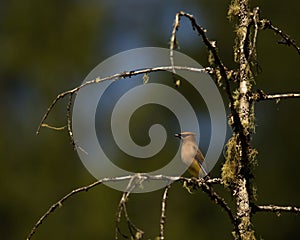 Cedar Waxwing framed in a tree branch with lichen or moss