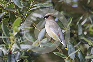 Cedar Waxwing in holly bush