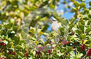 Cedar waxwing in holly tree