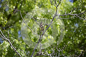 Cedar Waxwing Looking