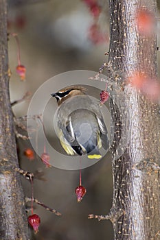 Cedar waxwing in ornamental flowering crabapple tree