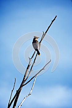 Cedar Waxwing Perched