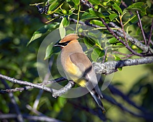 Cedar Waxwing - Perched