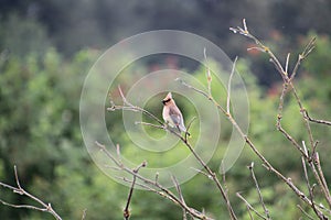 A Cedar waxwing perched on a bare tree branch