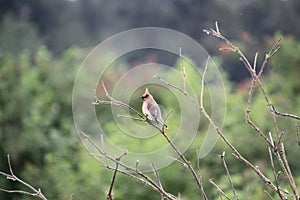 A Cedar waxwing perched on a bare tree branch