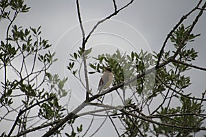 A cedar Waxwing perched on a branch