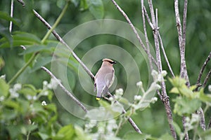 A cedar Waxwing perched on a branch