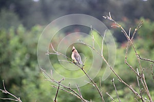 A Cedar Waxwing perched on a branch