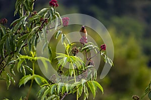 A cedar waxwing perched on a branch