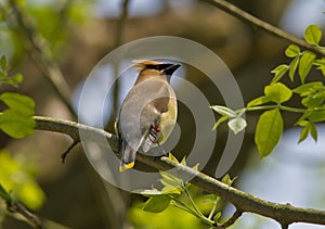 Cedar Waxwing perched on branch