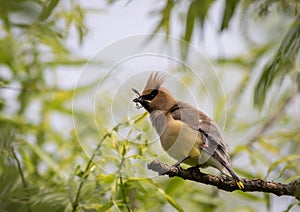 Cedar Waxwing perched on branch puffed feathers with nesting material in beak