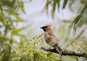 Cedar Waxwing perched on branch soft green background