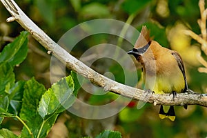 Cedar waxwing perched on a dead branch