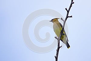 Cedar Waxwing Perching on Branch