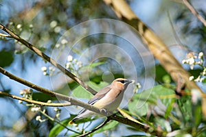 Cedar Waxwing perching on the branch.