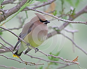 Cedar Waxwing Portrait