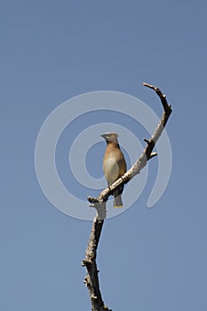 Cedar Waxwing posing on a curved branch