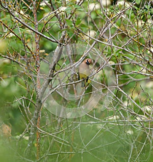 Cedar waxwing resting on tree branch photo