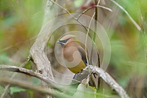 Cedar waxwing resting on tree branch photo