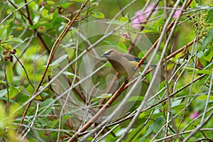 Cedar waxwing resting on tree branch photo