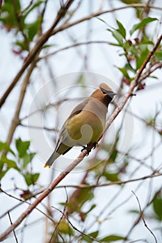 Cedar waxwing resting on tree branch photo
