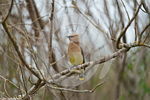 Cedar waxwing resting on tree branch photo