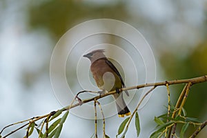 Cedar waxwing resting on tree branch photo