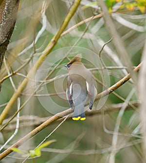 Cedar waxwing resting on tree branch photo
