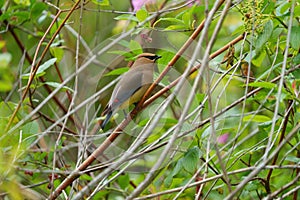 Cedar waxwing resting on tree branch photo