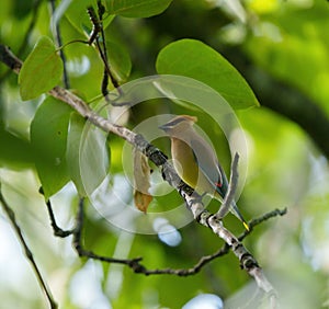 Cedar waxwing resting on tree branch photo
