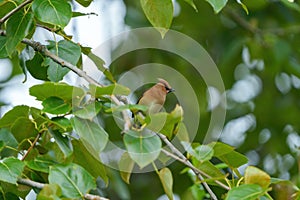 Cedar waxwing resting on tree branch photo