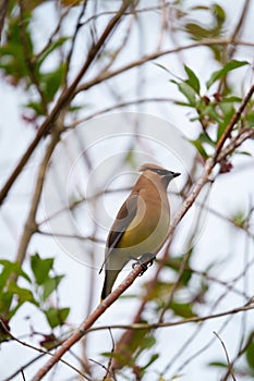 Cedar waxwing resting on tree branch photo
