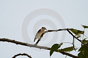 Cedar waxwing resting on tree branch photo