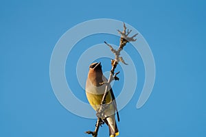 Cedar waxwing resting on tree branch photo