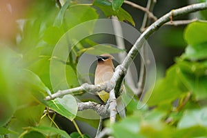 Cedar waxwing resting on tree branch photo