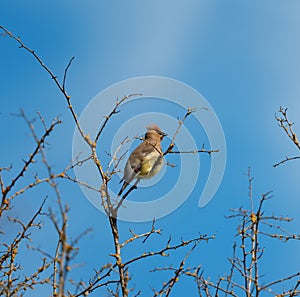 Cedar waxwing resting on tree branch photo