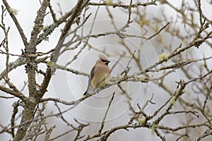 Cedar waxwing resting on tree photo