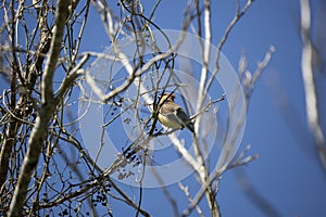 Cedar Waxwing Singing