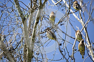 Cedar Waxwing Singing