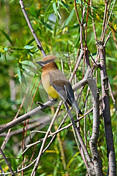 A Cedar Waxwing sitting in a tree