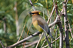 A Cedar Waxwing sitting in a tree