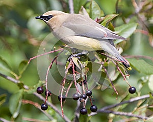Cedar Waxwing Stock Photo and Image. Close-up profile view perched on a wildberry fruit tree displaying its beautiful plumage with