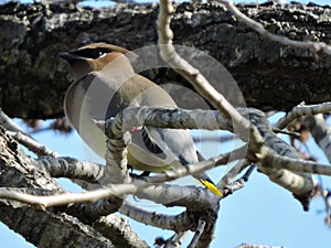 Cedar Waxwing in Tennessee watching for berries