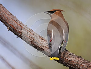 A cedar waxwing in a tree