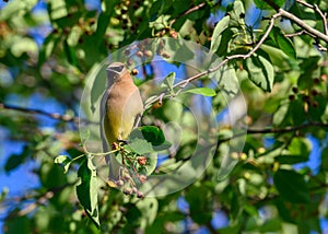 Cedar waxwing in a tree